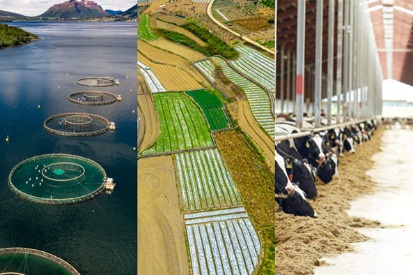 水产养殖/农业畜牧业