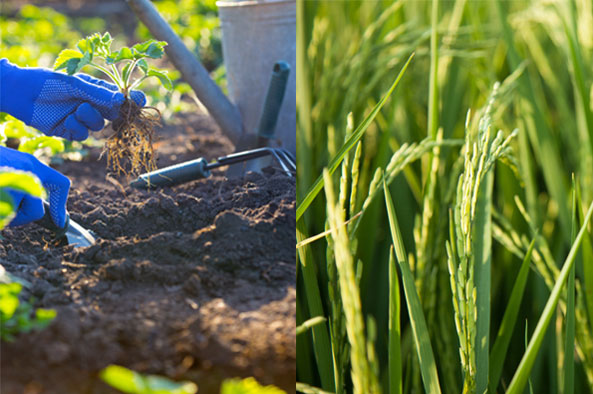 土壤/农作物菌害防治